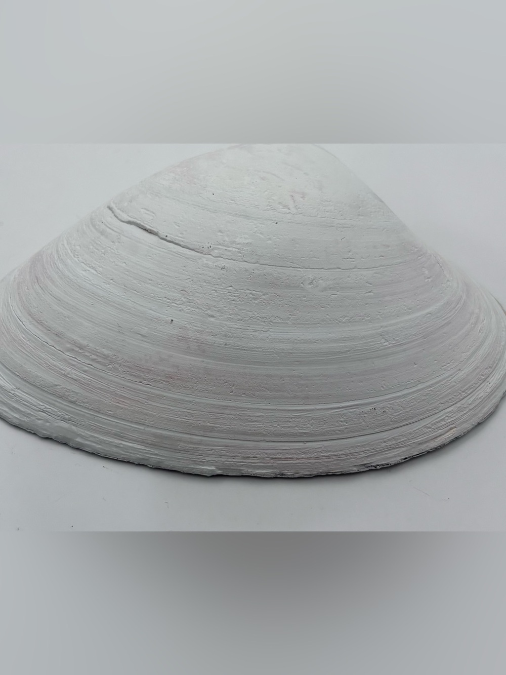 Blue Sea Turtle Decorative Shell Accent - Picture 5 of 5